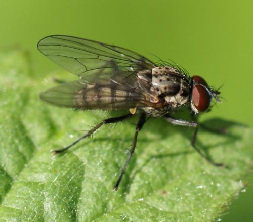 Hylemya sp.